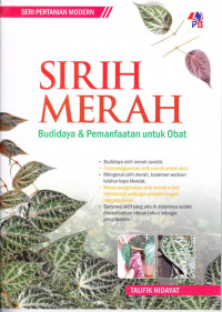 Sirih Merah: Budidaya & Pemanfaatan untuk Obat